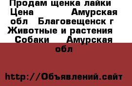 Продам щенка лайки › Цена ­ 5 000 - Амурская обл., Благовещенск г. Животные и растения » Собаки   . Амурская обл.